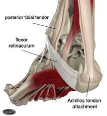 Learn vocabulary, terms, and more with flashcards, games, and other study tools. Achilles Tendon Anatomy Image Achilles Tendonitis Anatomy Images Ankle Tendonitis