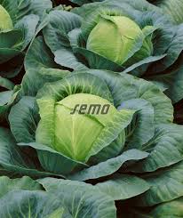 Image result for hlávková kapusta