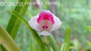 Image result for Polystachya vulcanica