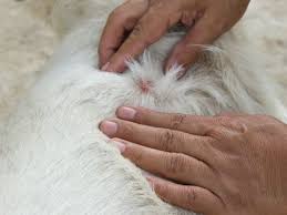 Their bites can result in a number of health impacts including skin rashes, psychological effects, and allergic symptoms. Bed Bugs And Your Cat What You Need To Know