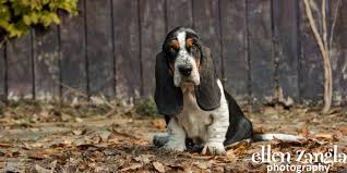 Like all purebreds, the basset hound has a breed standard that you need to be aware of when selecting your pup to ensure you. Basset Hound Puppy Photos In Loudoun County Va