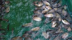 ▪ menebarkan ikan di kolam pemancingan sesuai selera. 15 Budidaya Ikan Gurame Di Kolam Terpal Agar Berkembang Pesat Arenahewan Com