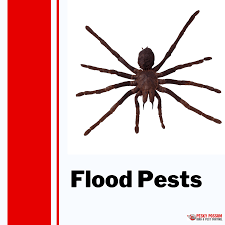 All federal, state, and local regulations be followed; Pests To Look Out For During Floods Pesky Possum Bird Pest Control