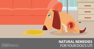 Top 3 Herbal Remedies For Utis In Dogs Dogs Naturally Dog Uti Bladder Infection In Dogs Dog Remedies