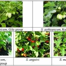 Image result for Solanum grossidentatum