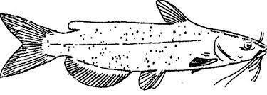 Free printable catfish coloring pages. Black Bullhead Catfish Coloring Pages Best Place To Color Coloring Pages Catfish Coloring Pages For Kids