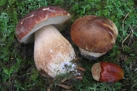 Epingle Sur Champignons