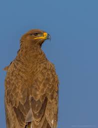List Birds That Start With B Steppe Eagle Aquila Nipalensis Banni Grassland Gujarat India 1583x2048 Oc Animals Nature Photography In 2020 Steppe Eagle Wildlife Photography
