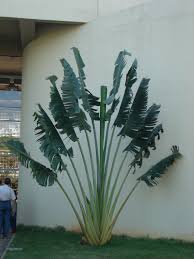 Image result for Strelitziaceae