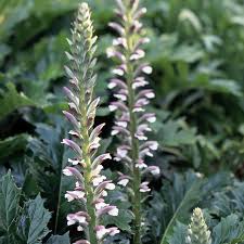 Image result for Aeollanthus ukamensis