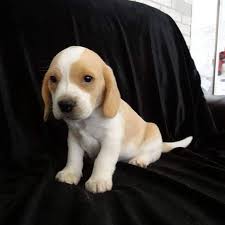 Beagle dog for adoption in eden prairie mn adn709534 on. Looking To Adopt A Beagle My Beagle Puppies For Adoption Facebook