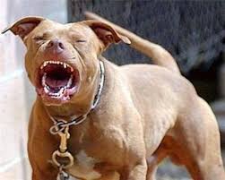 Nó chỉ là 1 con chó trung thành, nếu nó sinh ra trong chiến trận thì nó sẵn sàng chết vì chủ, có thể nói nó sinh ra sai thời điểm. Cho Pitbull Cháº¿ Ä'á»™ Dinh DÆ°á»¡ng Va Ä'áº·c Ä'iá»ƒm Cho Pitbull