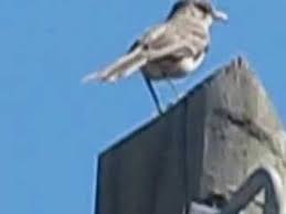 To discourage his brother from contacting the children. Mockingbird Sounds Youtube Sound Birds Butterflies Make Me Smile