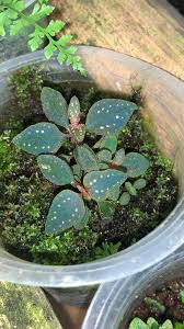 Image result for Sarcophrynium