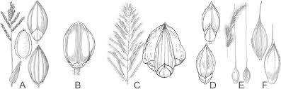 Image result for Urochloa reptans