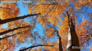 Maybe you would like to learn more about one of these? What Is A Mahogany Tree Scientific Name Fruit Uses Video Lesson Transcript Study Com