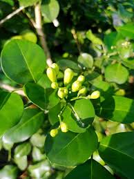 Image result for Murraya