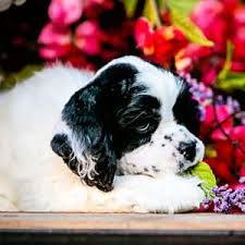 Click here to edit subtitle. Cocker Spaniel Puppies And Dogs For Adoptions In Ohio Cuttin Blue Farms
