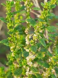 Image result for Dysphania