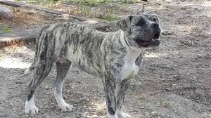 Compare the american bulldog to the alapaha blue blood bulldog. Alapaha Blue Blood Bulldog Steckbrief Fci Klasse Wesen Und Mehr