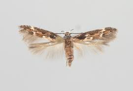 Image result for Mompha divisella