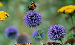 Image result for Echinops