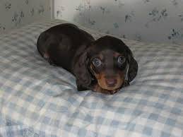 Find dachshunds for adoption online here! Mini Dachshund Puppy 13 Weeks Old Dachshunds For Sale Jacksonville Florida Dachshund Love Mini Dachshund Dachshund