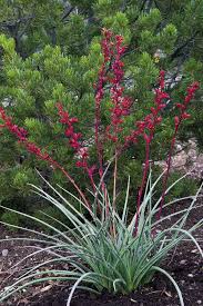 Brakelights Roter Yucca Ist Ein Kolibri Magnet Dailypress Com Brakelights Red Yucca Is A Kolibri Wustenpflanzen Pflanzen