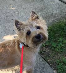 Maybe you would like to learn more about one of these? Wheaten Cairn Terrier