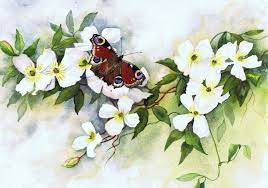 Growing clematis on a patio clematis grown in containers are a beautiful way to add height to a patio or courtyard garden. Peacock Butterfly On Clematis Montana By Julie Horner Watercolor Inspiration Painting Flower Art