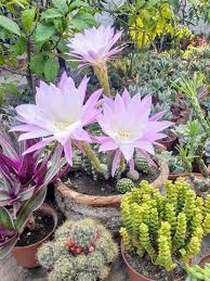 Gran variedad de suculentas y cactus. Pin On Casa Cactus Bonsai
