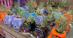 A week on aldi day 4. Day Of The Dead Succulents Air Plants From 3 99 At Aldi Easy Halloween Decor Hip2save