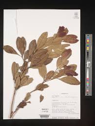 Image result for Haplocoelum inoploeum