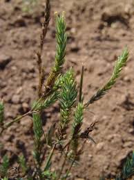 Image result for Leptactina platyphylla