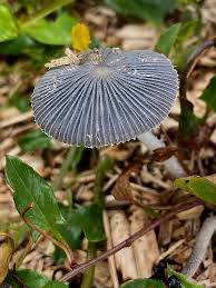 Image result for Coprinus lagopus