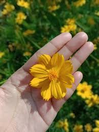 Bunga daisy termasuk dalam family asteraceae, yang merupakan family terbesar di tanaman bunga. Pin Oleh Carmen Trones Di Bunga Matahari Bunga Bunga Matahari