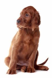 Clever canine dog training provides akc star puppy training and puppy classes to canine families in oakland county michigan and the entire metro detroit region. Akc S T A R Puppy 20 Steps For Success American Kennel Club