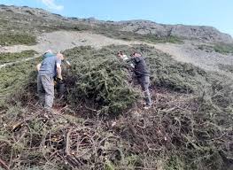 Limestone Grassland Restoration