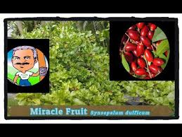 It is not a fast growing plant, which is another benefit miracle fruit thrives best in partial shade. How To Grow The Miracle Fruit Plant Youtube
