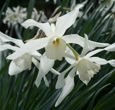 Pin By Tita Nuriraya Puspita On Plant Wishlist Daffodils Spring Bulbs Plants