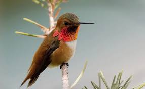 In other words, baby hummingbirds can't fly. Species Spotlight Rufous Hummingbird