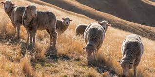 The Disturbing Truth About Why Merino Wool Is So Expensive ...