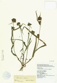 Image result for Fuirena ciliaris