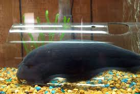 The black ghost knifefish is an individual from the apteronotidae family and the dotted knifefish gathering. Fish Black Ghost Knife Random Bits Of Projects