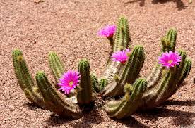 Those plants sure do invest alot of energy into their blossoms. Free Photo Catus Flowers Awakening Beautiful Beauty Free Download Jooinn