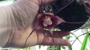 ORCHID CARE: DRACULA ORCHID WITH ONE IN ...