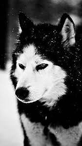 Find hd wallpapers for your desktop, mac, windows, apple, iphone or android device. Black Wolf Iphone 5 Wallpapers Black Wolf Iphone 5 Wallpapers Black Wolf Wallpaper Iphone Black Wolf Wallpaper Iphone Wallpaper Wolf
