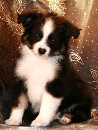 Black And Tan Australian Shepherd Puppies For Sale Toy Mini Australian Shepherd Pups For Sale Co Tug Yurhart Australian Shepherd Australian Shepherd Dogs Toy Australian Shepherd