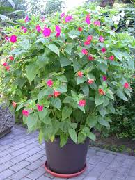 * * * wunderblume, mirabilis, gattung der wunderblumengewächse mit etwa 45 arten in den wärmeren gebieten amerikas; Mirabilis Jalapa Wunderblume 5 Kraftige Knollen Plantenkontor De Tolle Knollen Direkt Vom Blumenzwiebelbauern