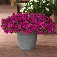 I also have many petunias that reseed, never sure of the color as they hybridize. Wave Sup Sup Purple Classic Spreading Petunia